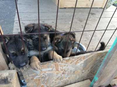 Продам щенков немецкой овчарки