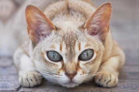 Куплю сингапурского котенка