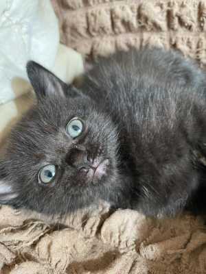 Котятки