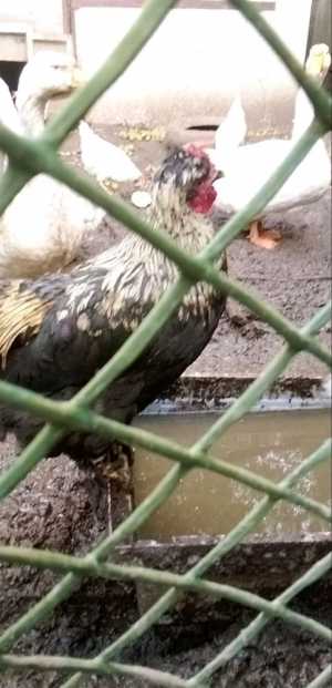 Продам петуха