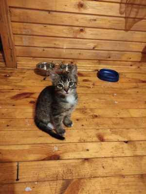 Котята в добрые руки.