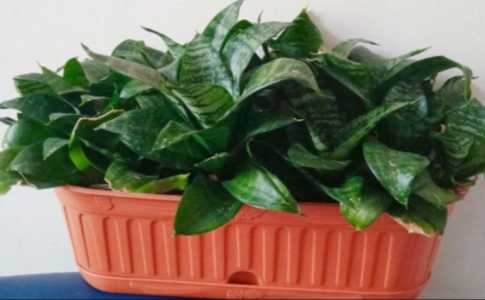 Сансевиерия