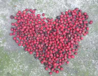 Боярышник - здоровое сердце, саженцы... и другие...