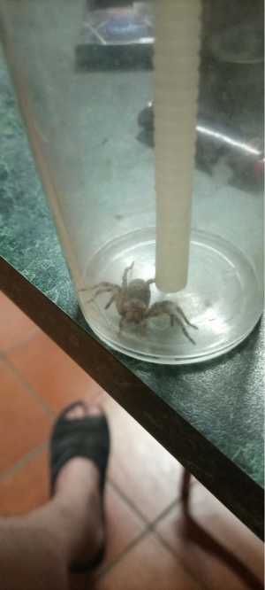 Продам или отдам паука срочно в Самаре