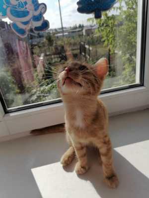 Котенок. 3 мес