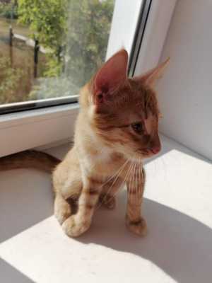 Котенок. 3 мес