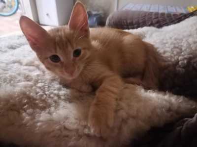 Котенок. 3 мес