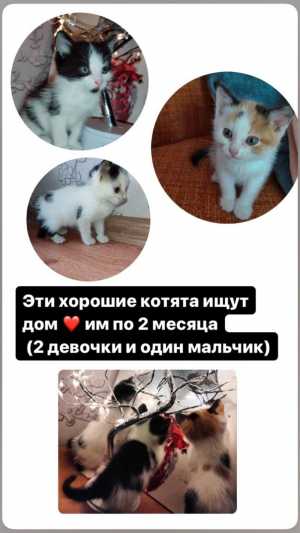 КОТЯТА‼️‼️‼️
