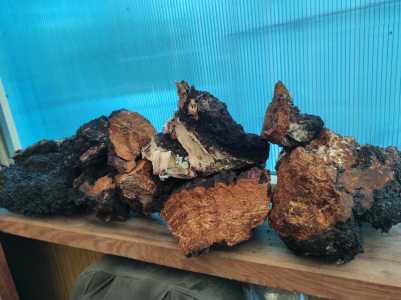 Берёзовоя чага