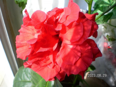 Гибискус комнатный махровый