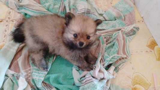 Щенки шпица