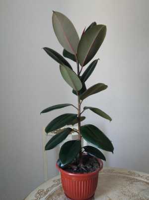 Фикус каучуковый