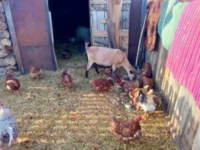 Коза дойная