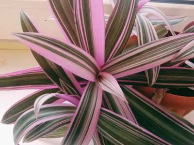 Традесканция Рио