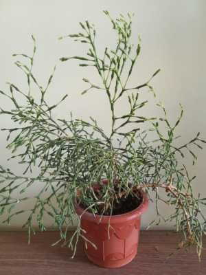 Хатиора палочник жёлтая