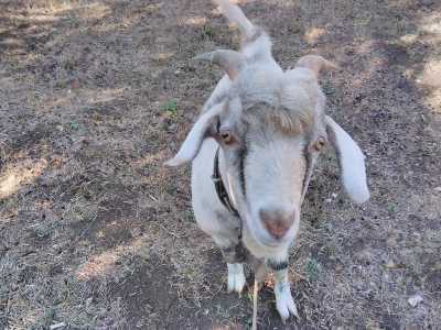 Продам козла
