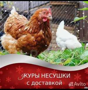 Куры-несушки