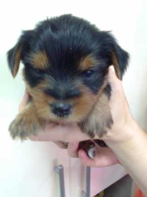 Щенки Йорка