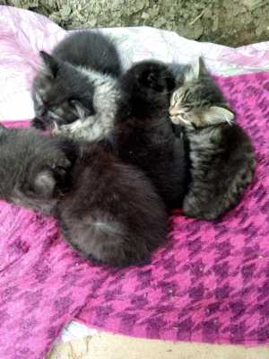 Котята