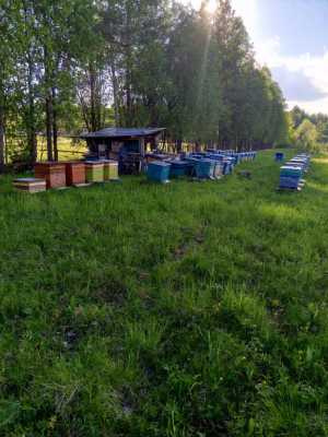 Пчелы, пчелопакеты, мед.
