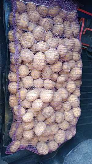 Продам картофель