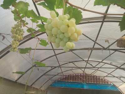 Виноград. Разные сорта.