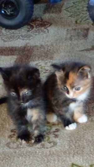 Отдам котят