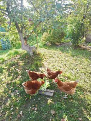 Куры несушки