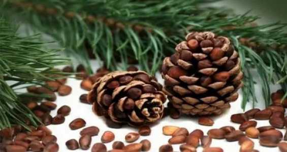 ПРОДАМ КЕДРОВЫЕ ШИШКИ свежий урожай