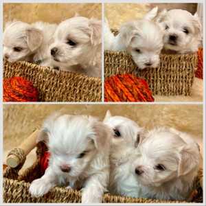 Щенки Мальтийской болонки