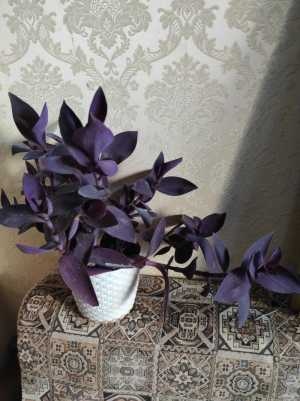 Традесканция паллида пёпл харт