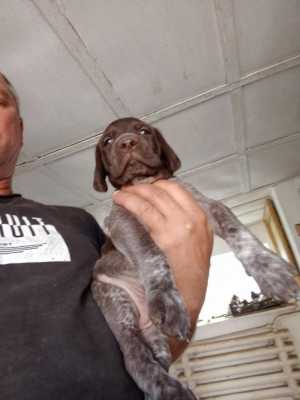 Продам щенков Курцхаара