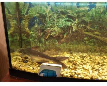 Аквариум, рыбки