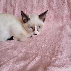 Сиамский котенок ТИБО