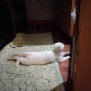 Шотландский котенок 4 мес. Чистокровный.