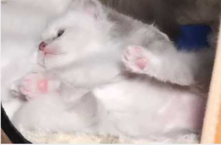      ( " ")