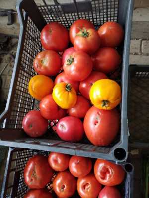 Продаю помидоры
