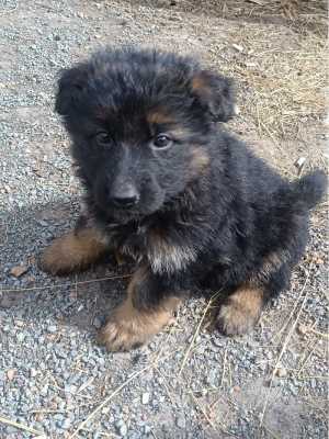 Щенки немецкой овчарки