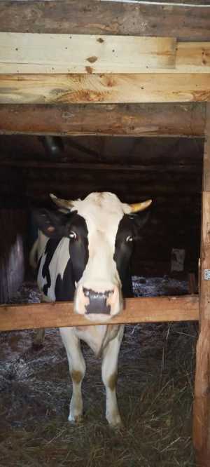 Дойная корова