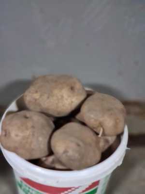 Картофель домашний