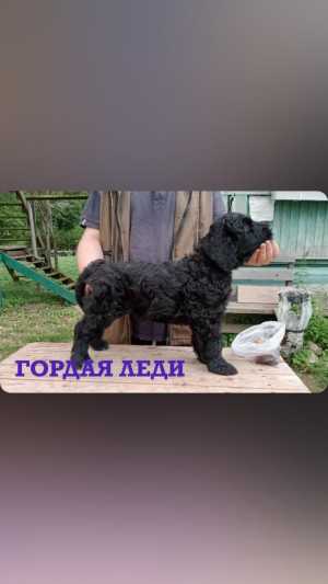 Русский чёрный терьер
