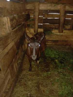 Продам дойных коз