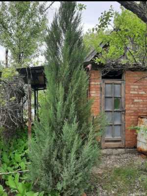 Дача в СНТ Елочки-2