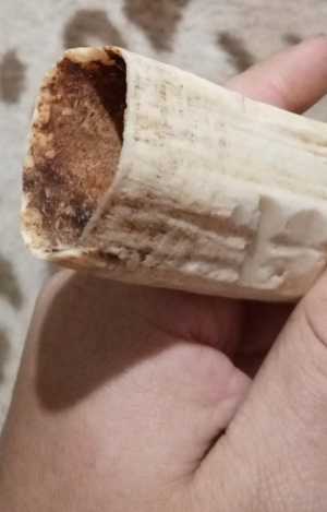 Бивинь моржа