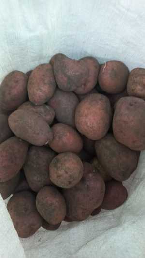 Продаю картофель