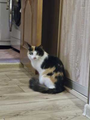 Котенок девочка бесплатно