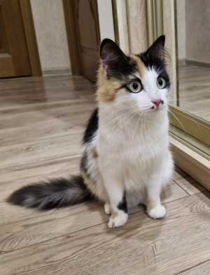 Котенок девочка бесплатно