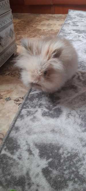 Крольчиха породы минор