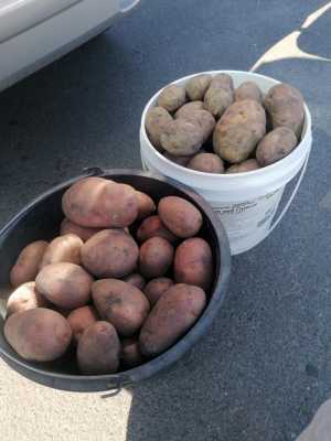 Картофель домашний