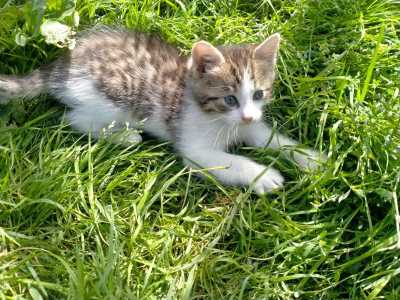 Котята ищут доброго хозяина и дом